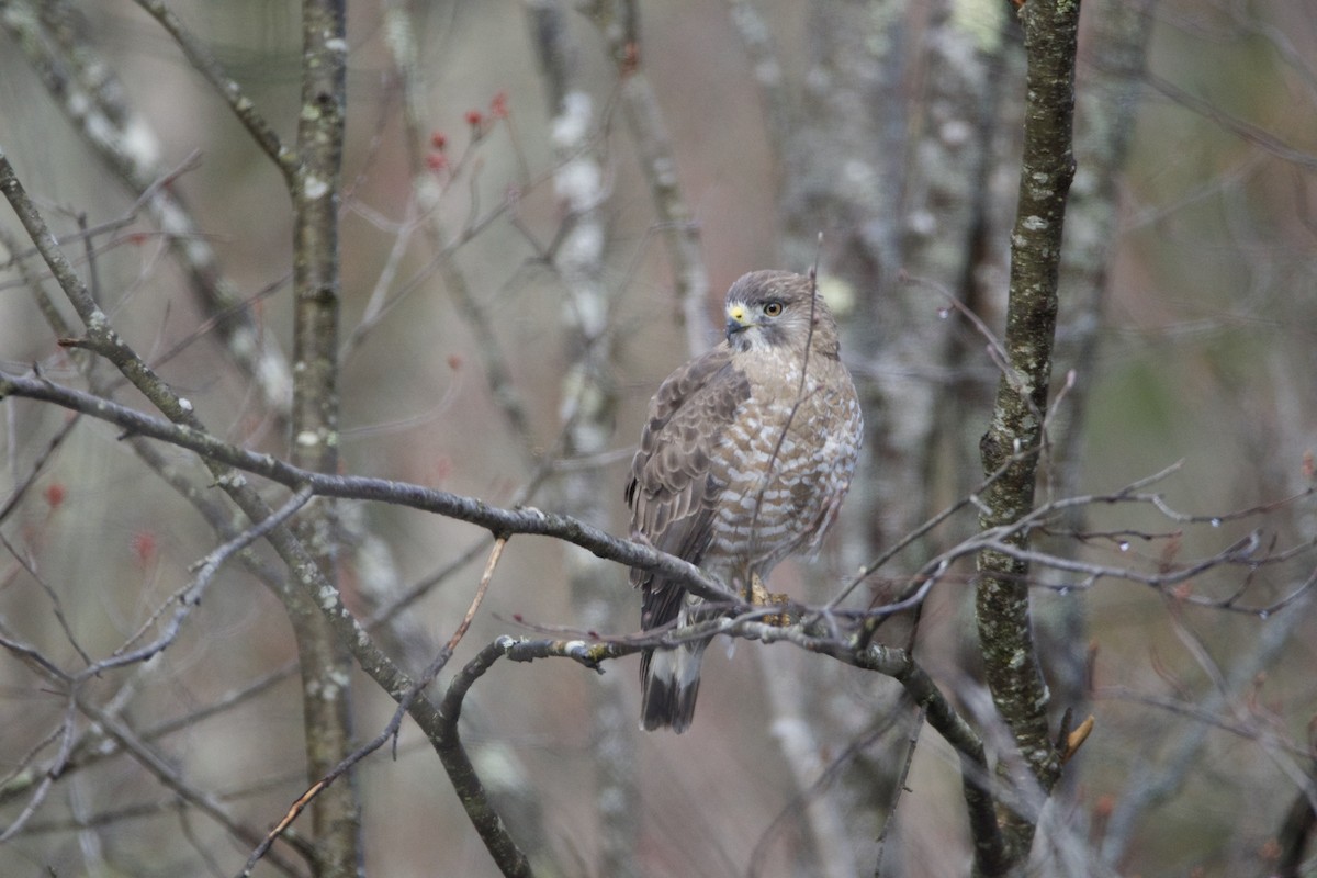 Broad-winged Hawk - ML228768171