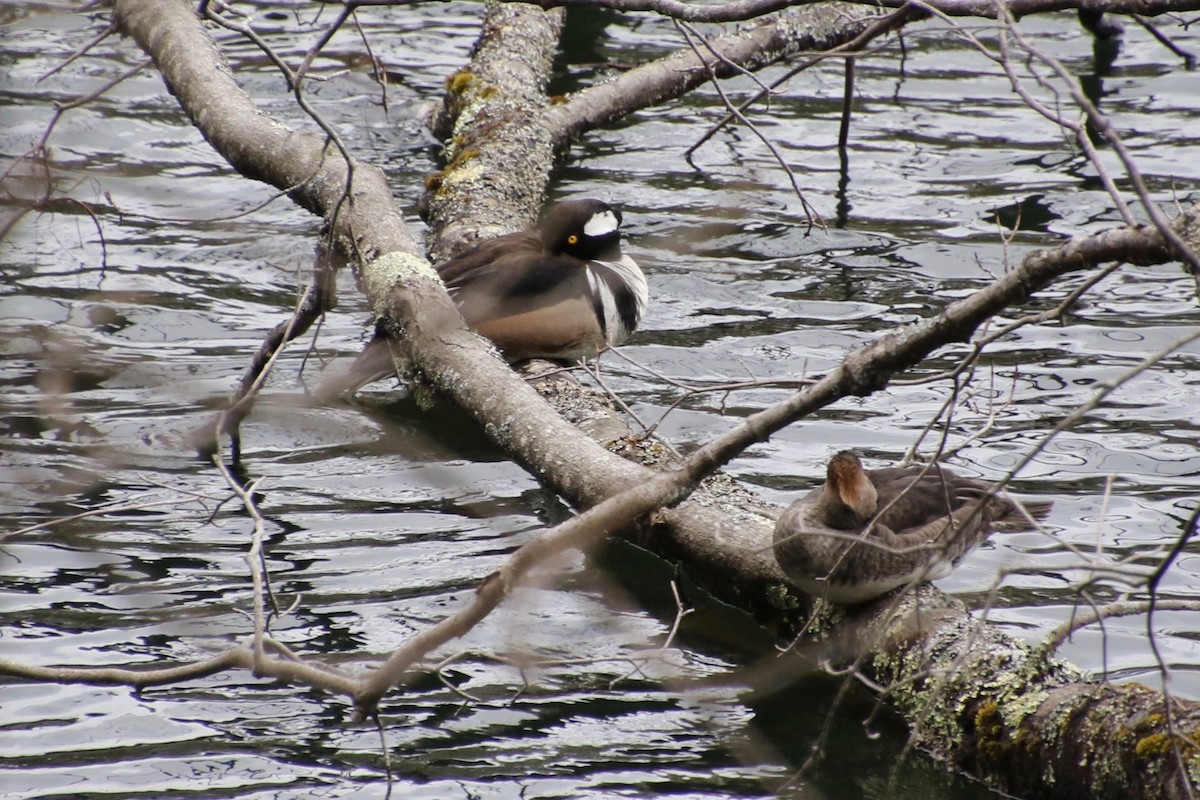 Hooded Merganser - ML228768281