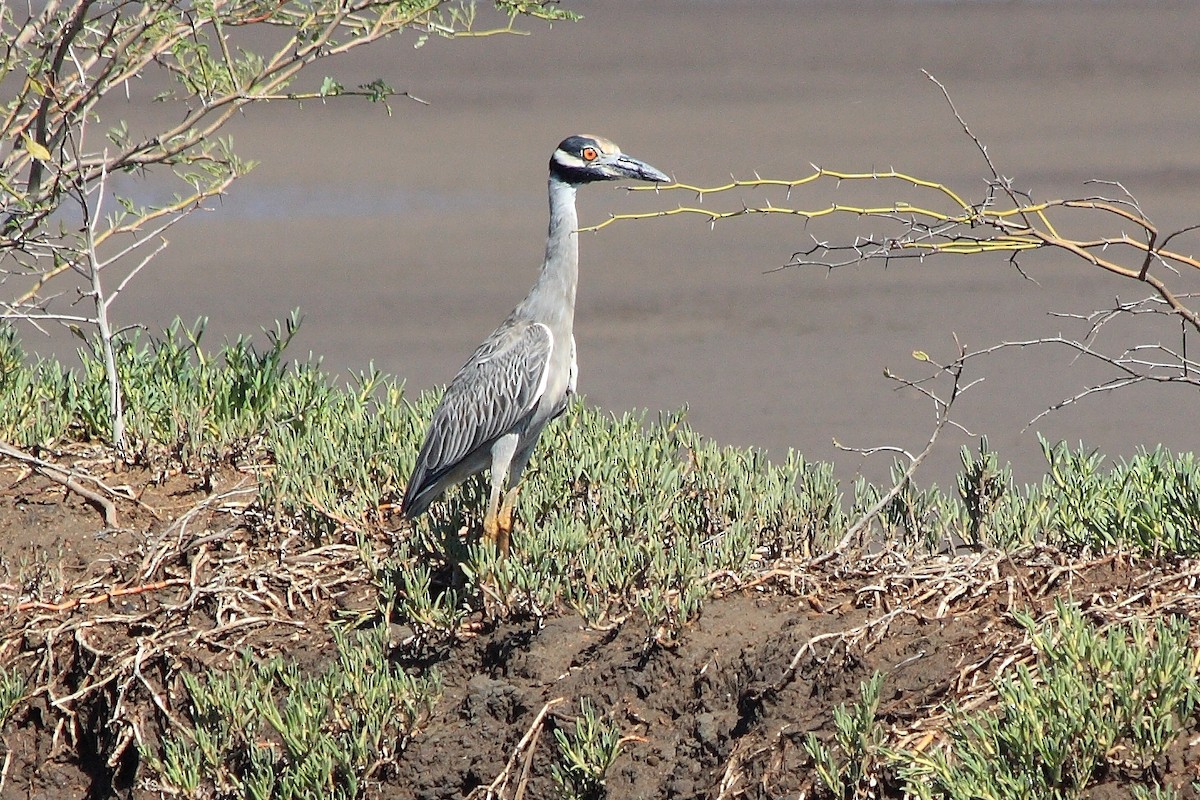 Yellow-crowned Night Heron - ML228768321