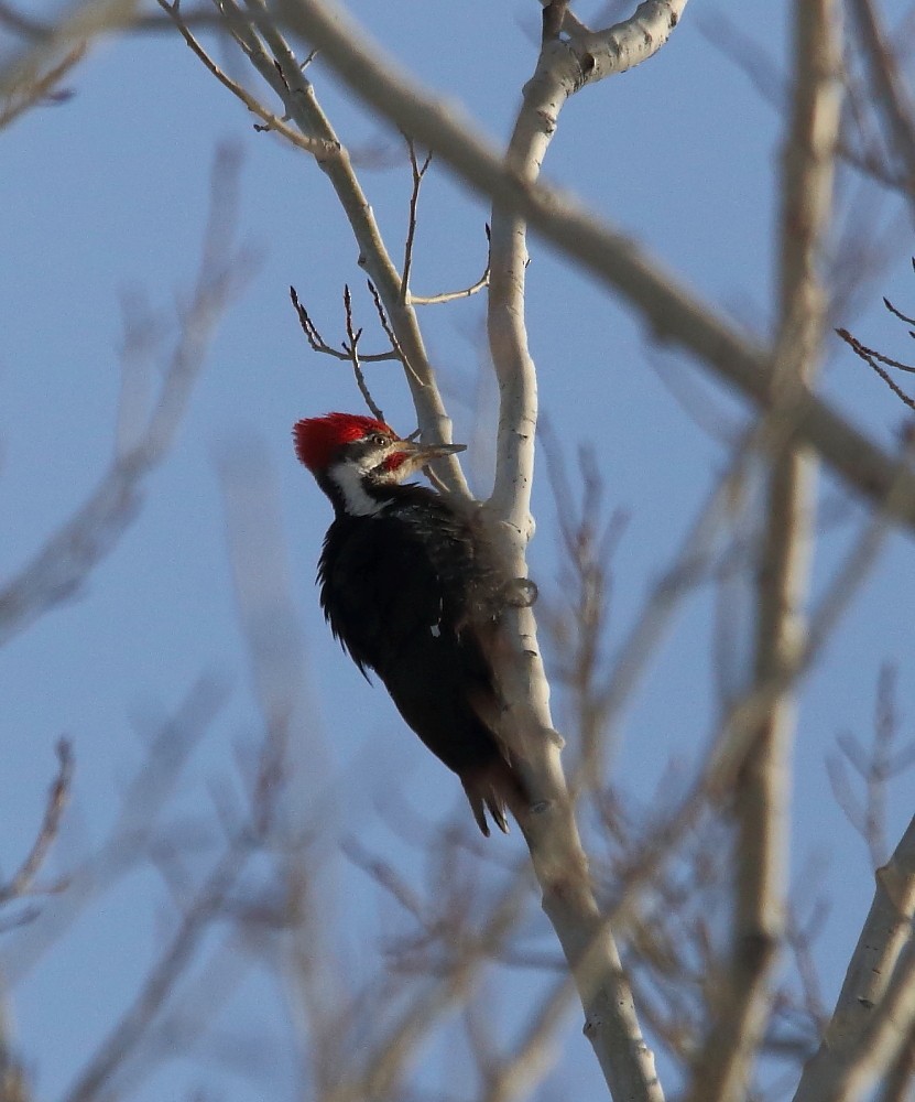 Pileated Woodpecker - ML228768601