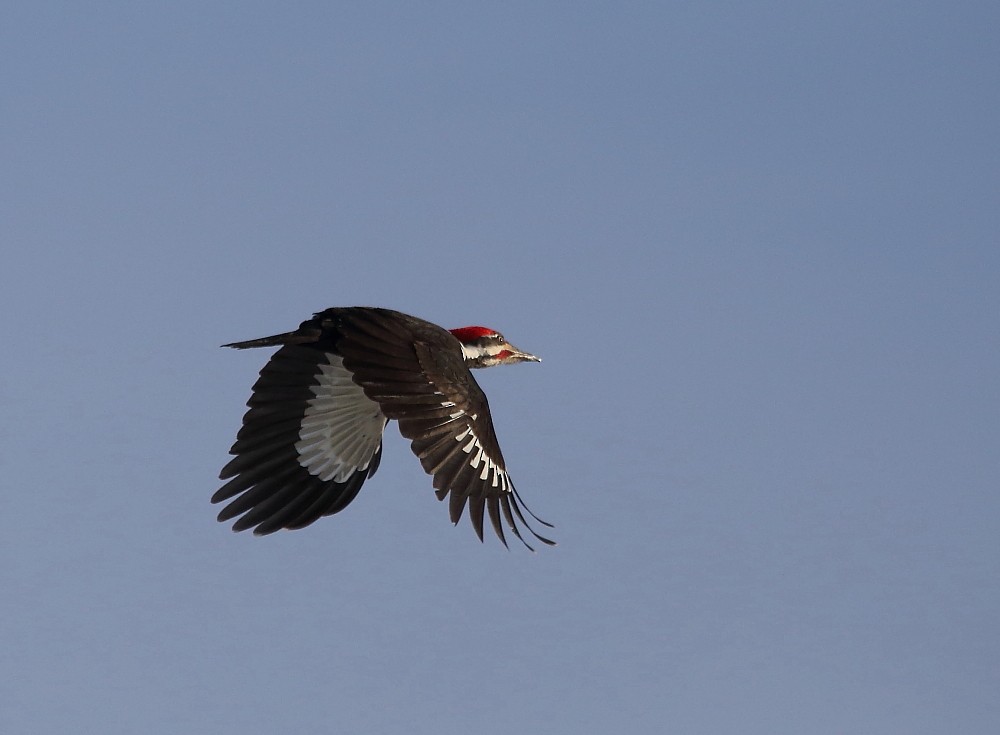 Pileated Woodpecker - ML228768621