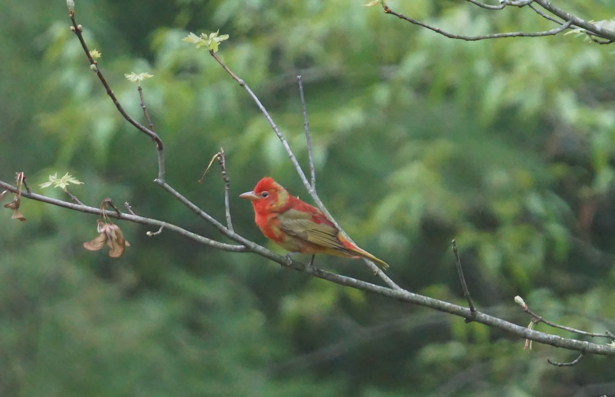 Summer Tanager - ML228768781