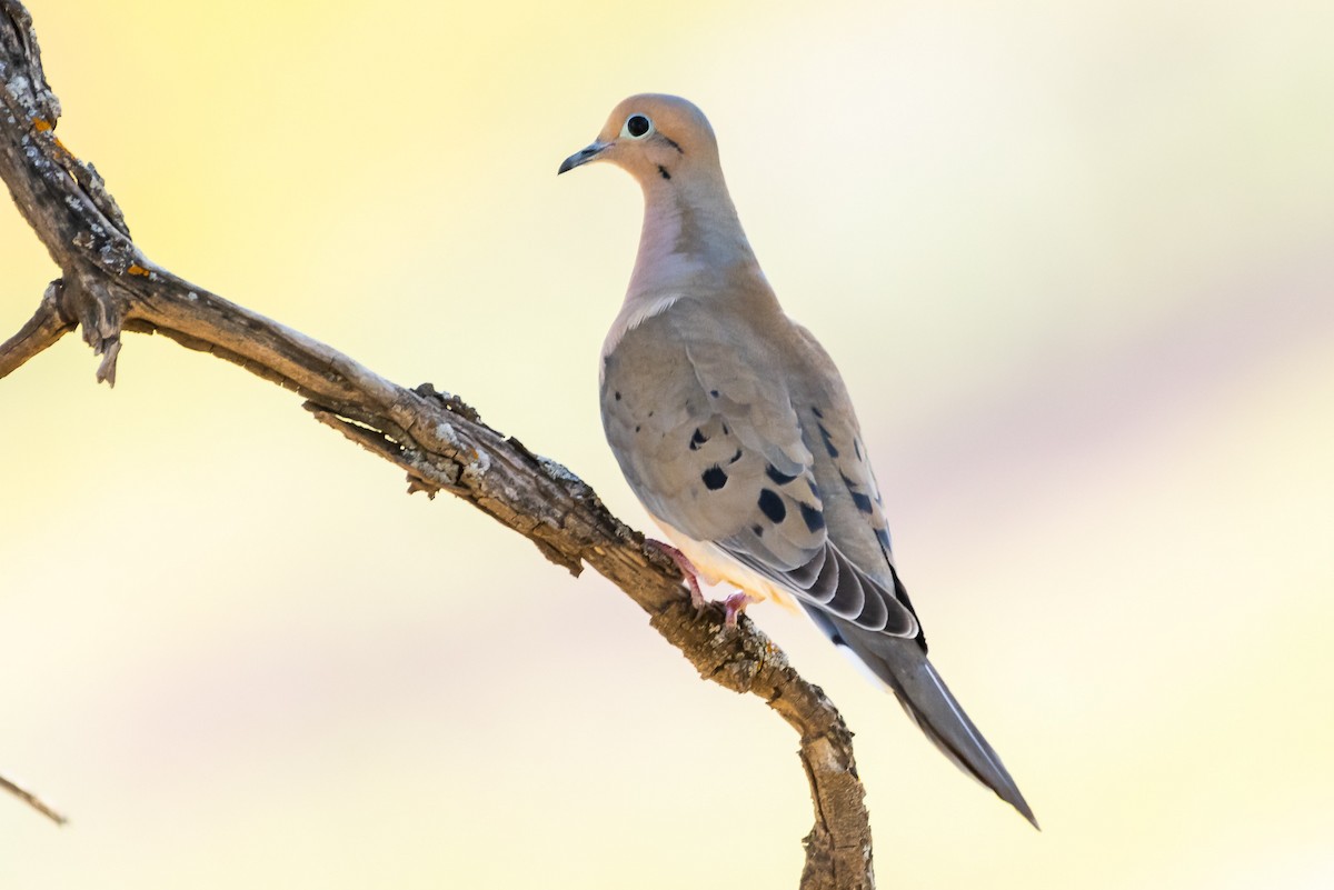 Mourning Dove - James Hoagland