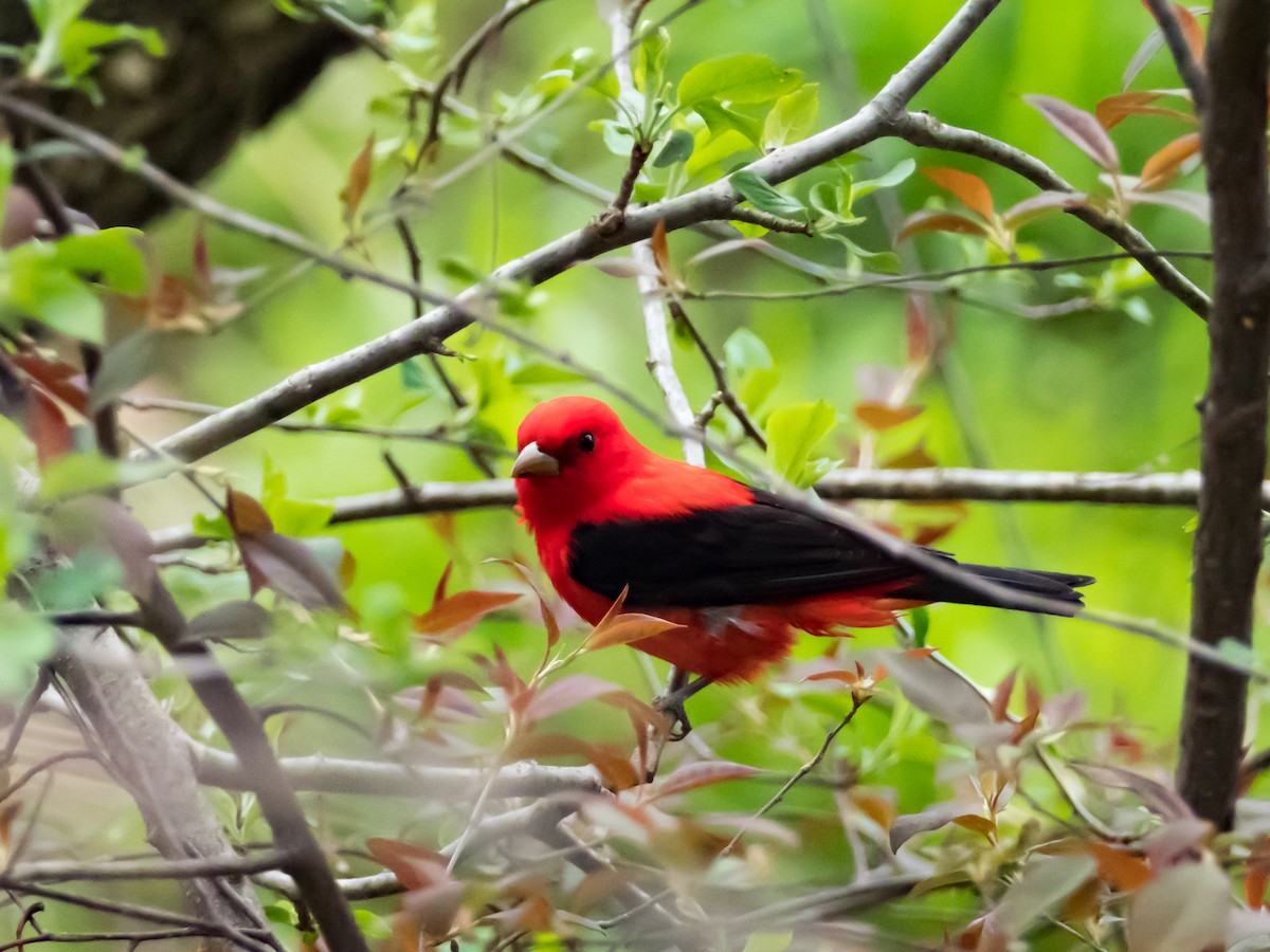 Scarlet Tanager - ML228770141