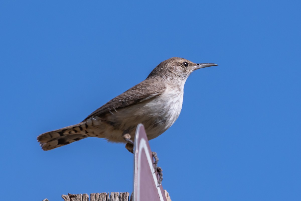 Rock Wren - James Hoagland