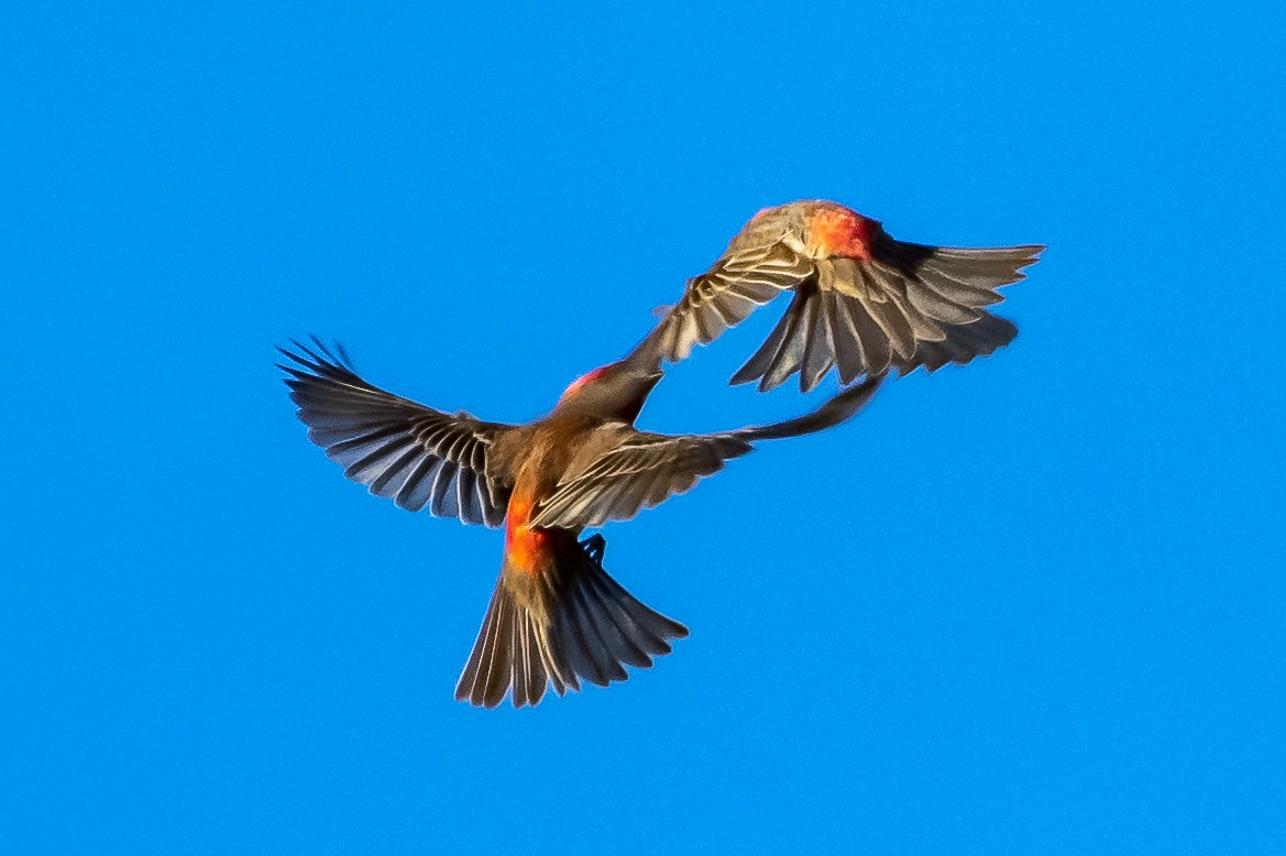 House Finch - James Hoagland