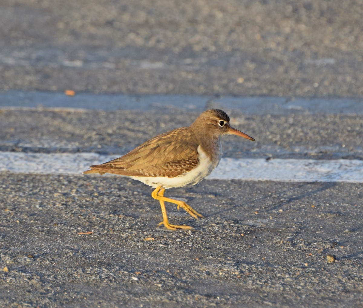 Spotted Sandpiper - ML22877201