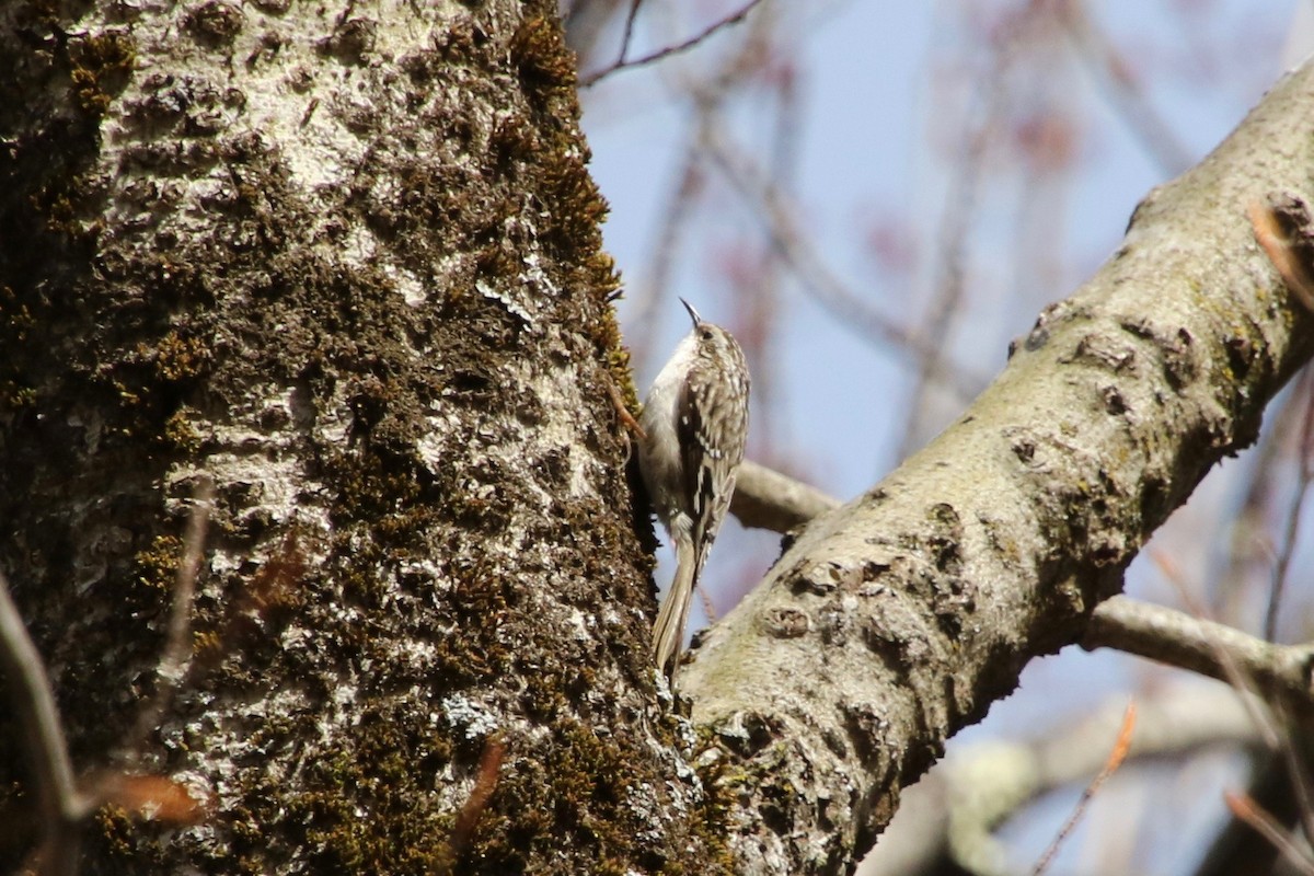 Brown Creeper - ML228773871