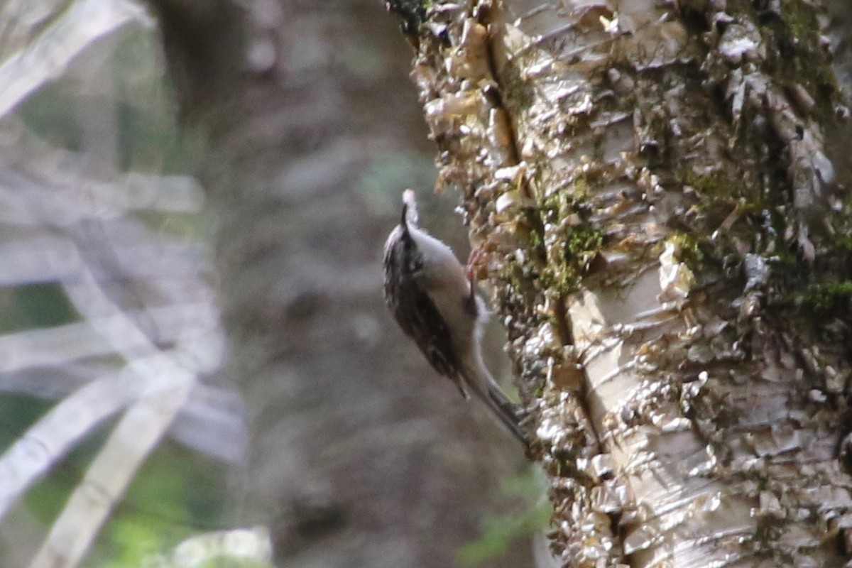 Brown Creeper - ML228773891