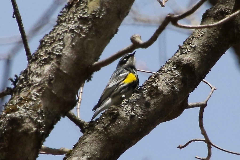 Yellow-rumped Warbler (Myrtle) - ML228773931