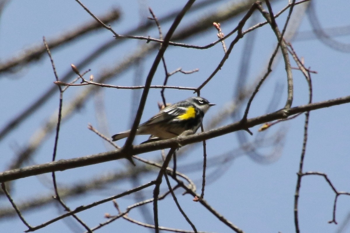 Yellow-rumped Warbler (Myrtle) - ML228773991