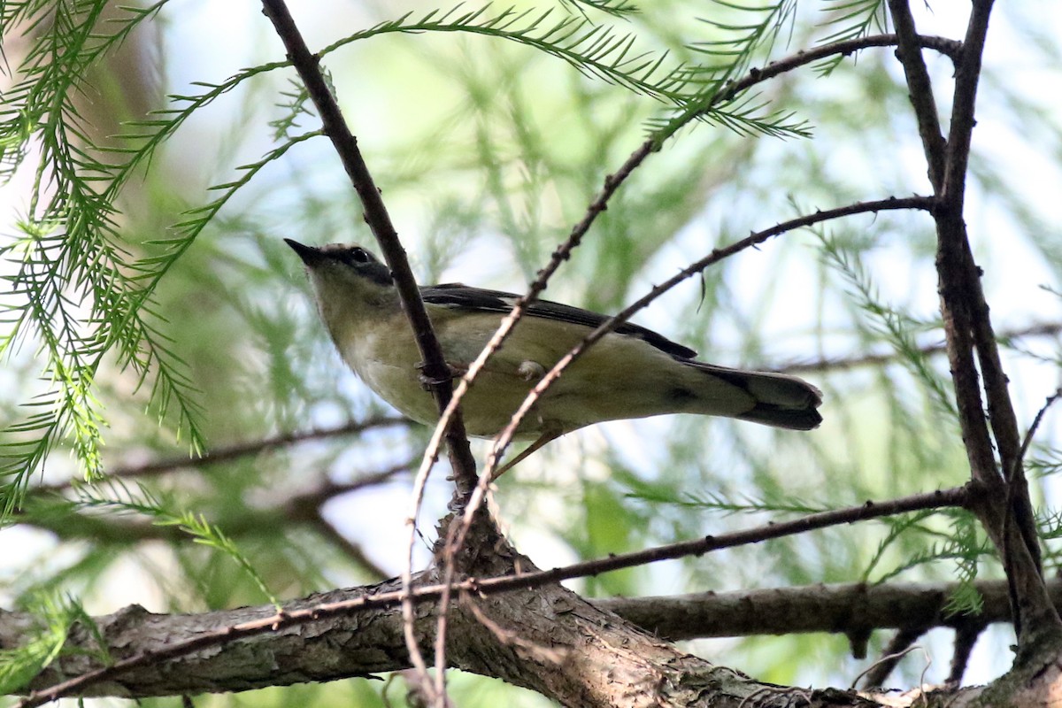 Black-throated Blue Warbler - ML228776201