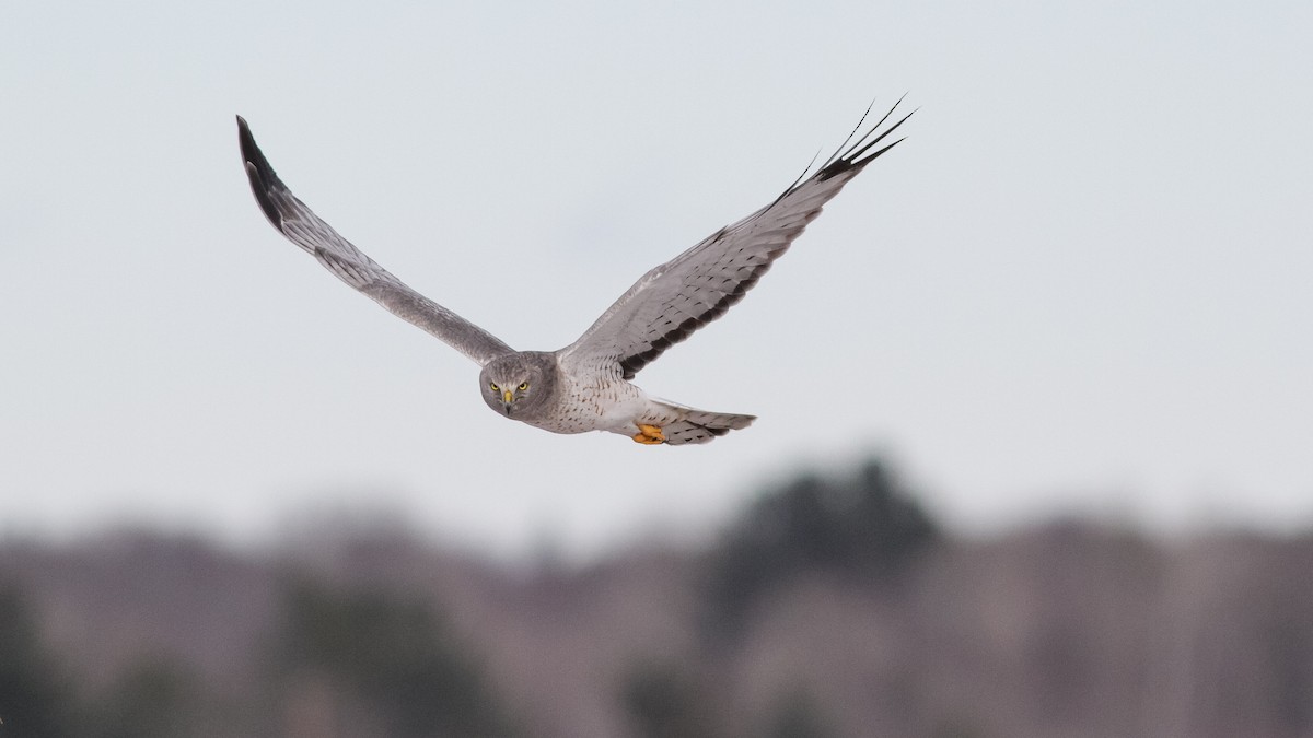 Northern Harrier - Louis Bevier