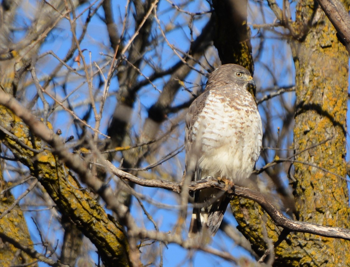 Cooper's Hawk - ML228779801