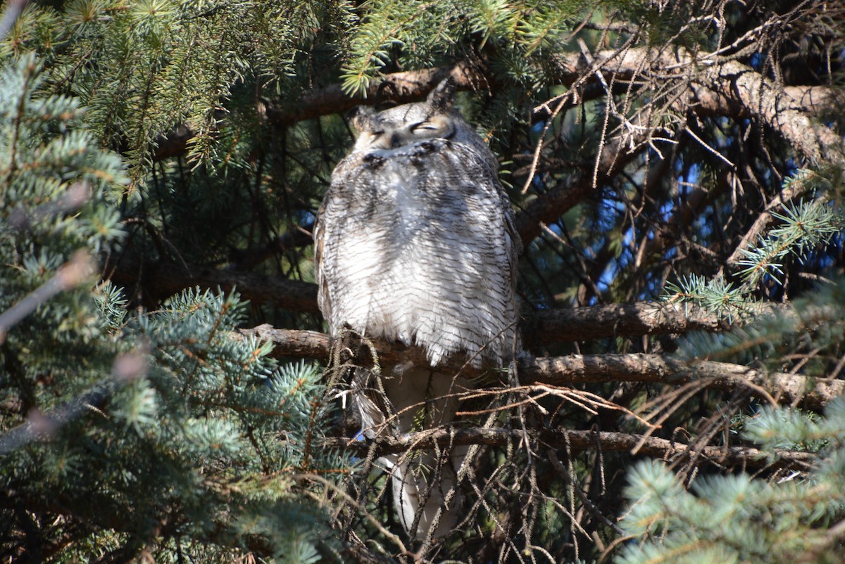 Great Horned Owl - ML228779901