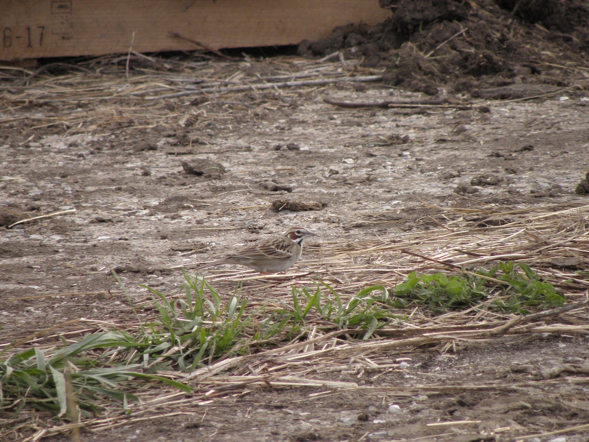 Lark Sparrow - ML228780631