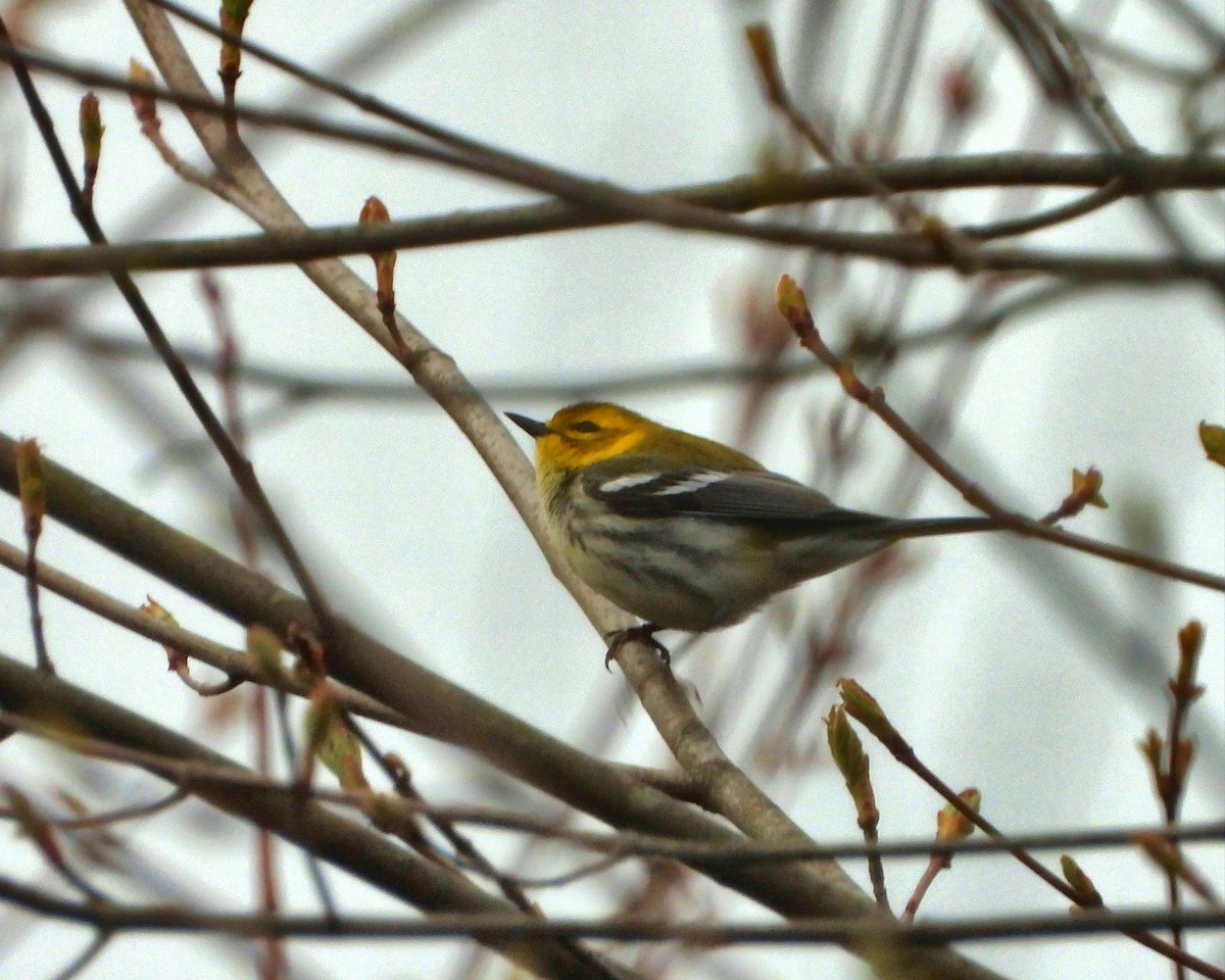 Black-throated Green Warbler - ML228782771