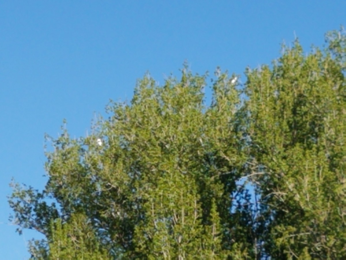 Great Egret - David Price