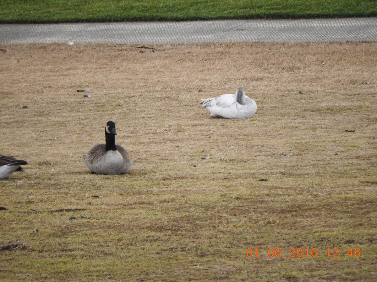 Snow Goose - ML22878441