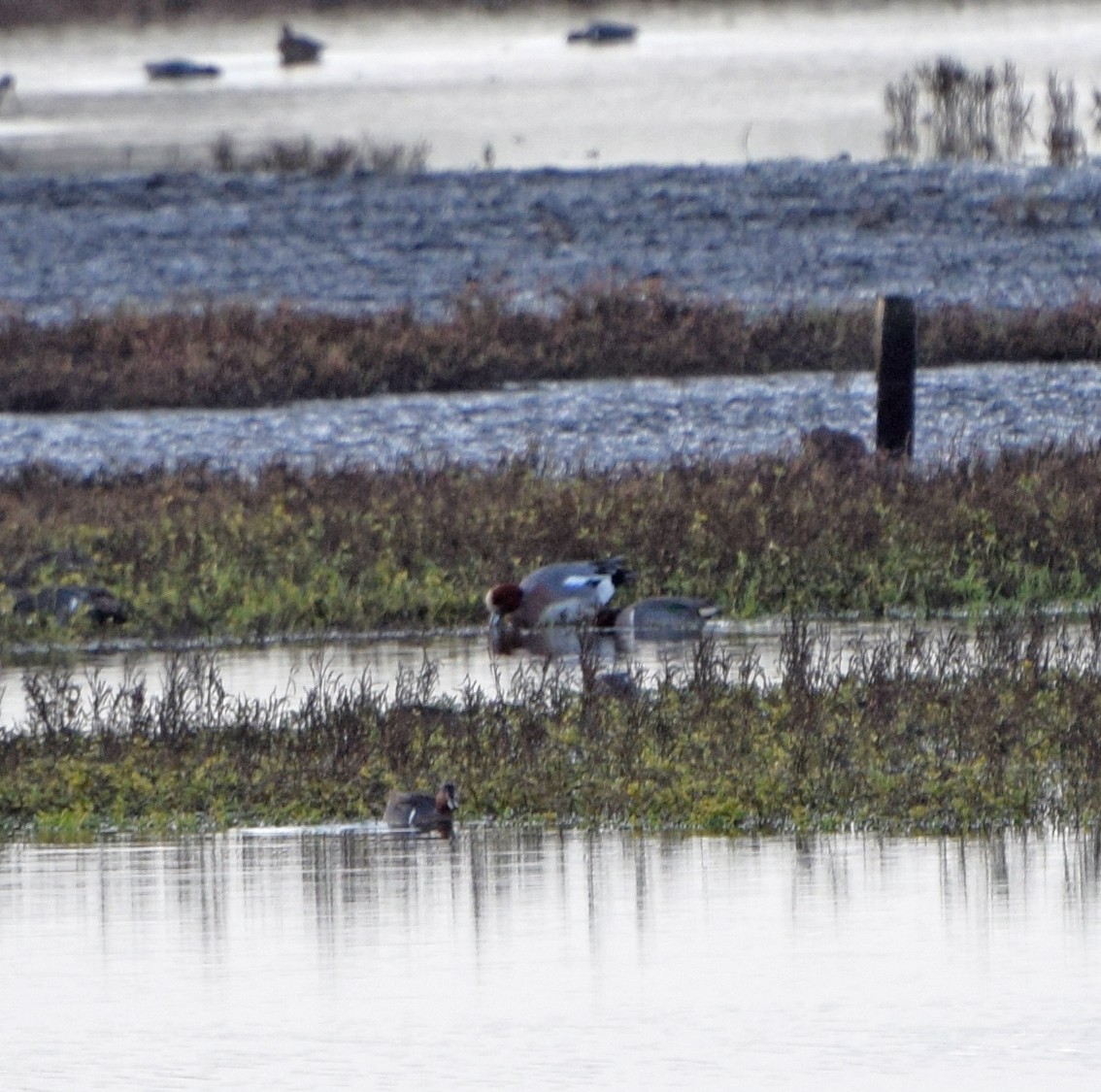 Eurasian Wigeon - ML22878471