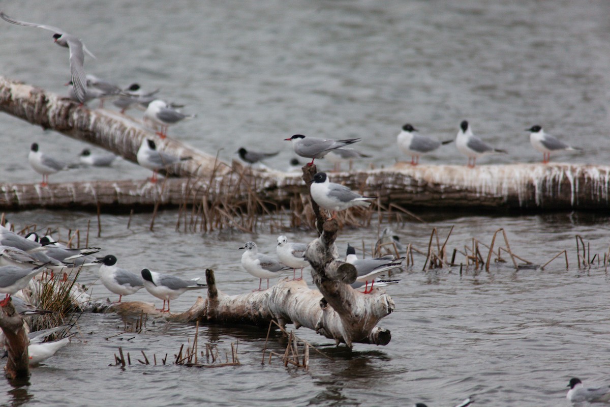 Black Tern - Hannah Brenner