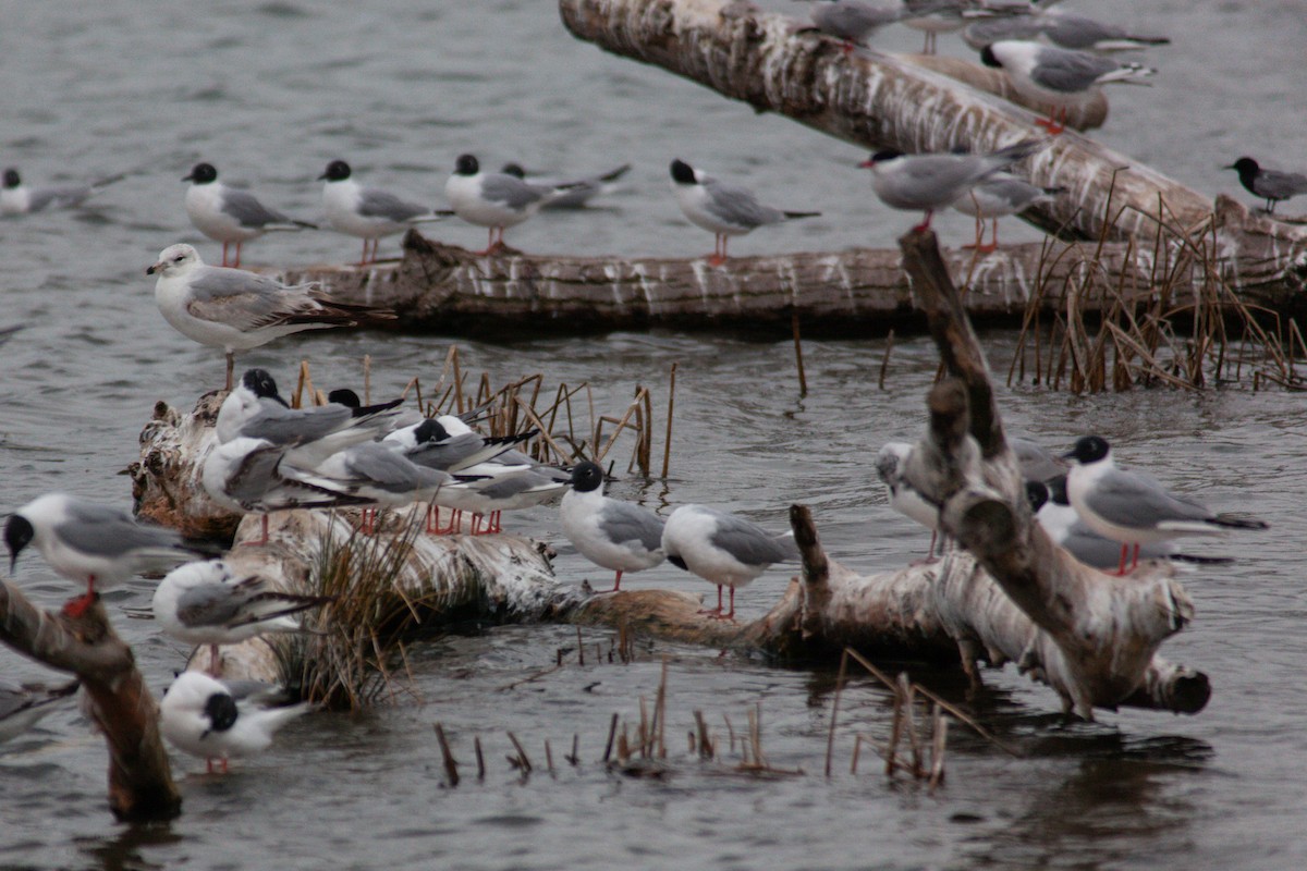 Black Tern - ML228786691