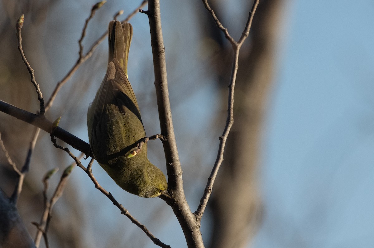 Orange-crowned Warbler - ML228787431