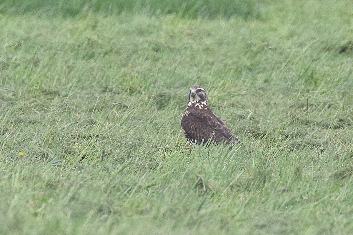 Swainson's Hawk - Len  Jellicoe