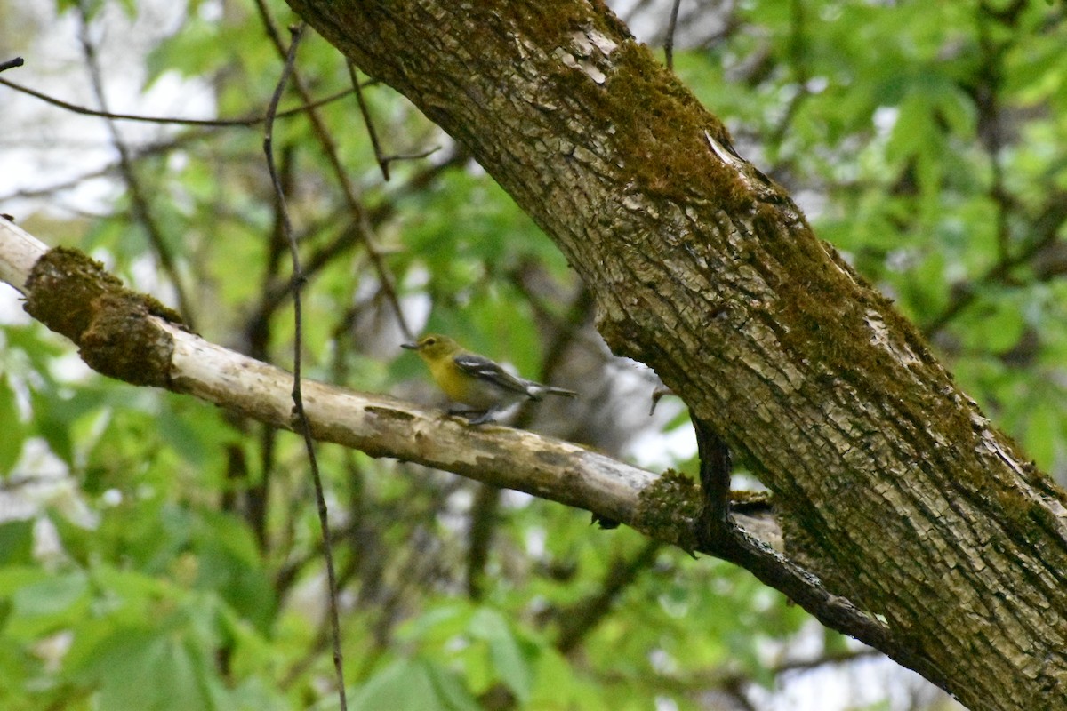 Yellow-throated Vireo - ML228787801
