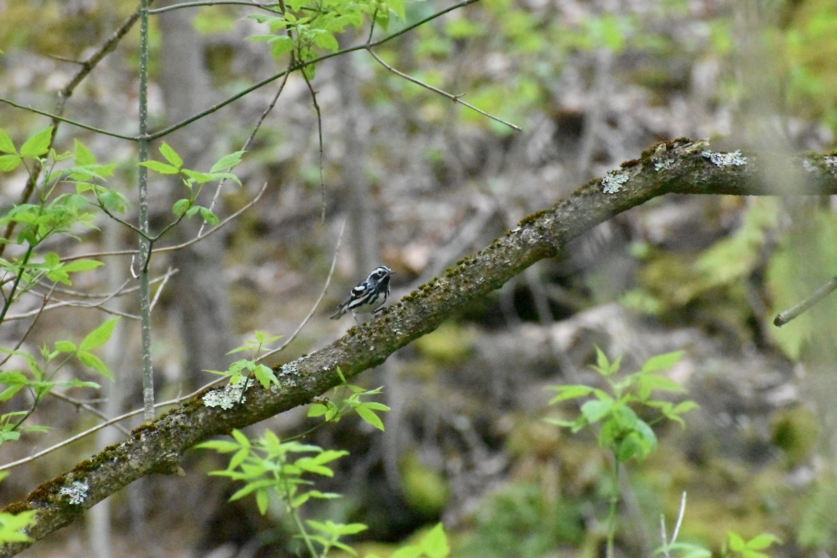 Black-and-white Warbler - ML228789111