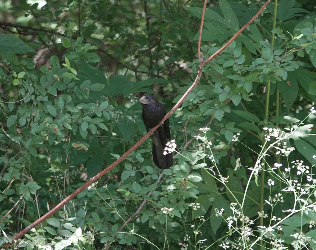 Groove-billed Ani - Jane Tillman