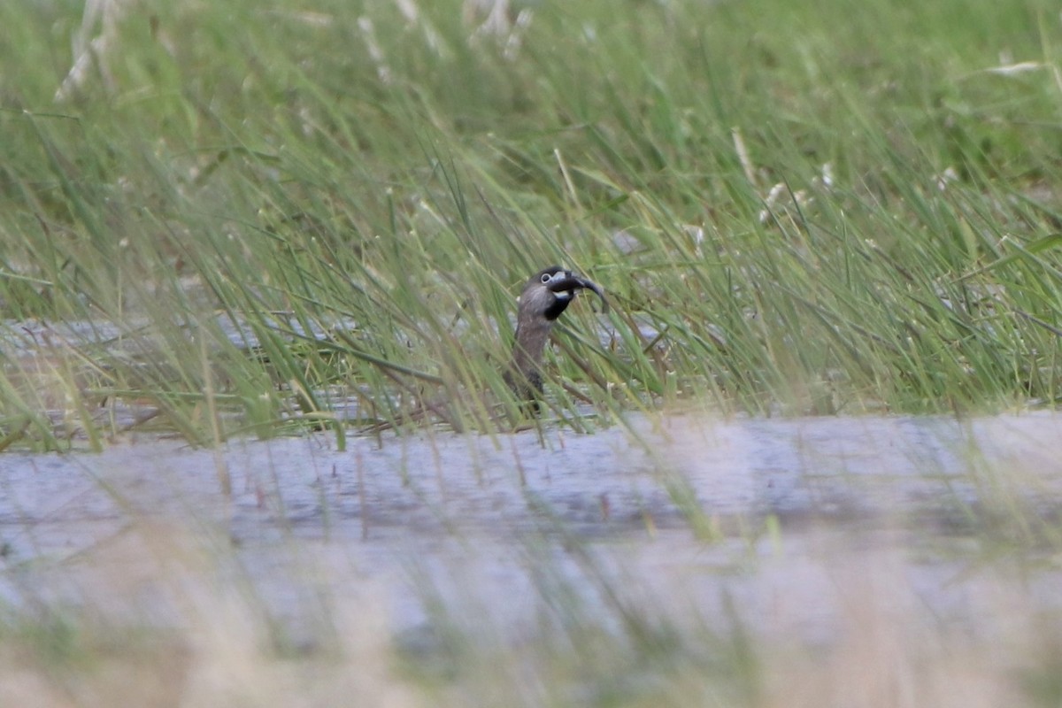 Pied-billed Grebe - ML228790251