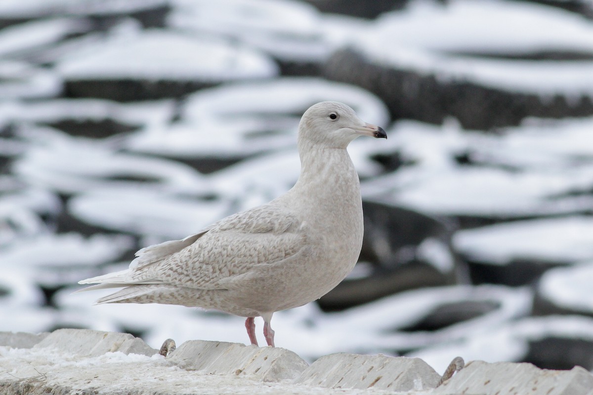 Glaucous Gull - ML228790761