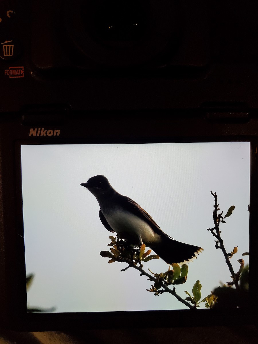 Eastern Kingbird - ML228791791