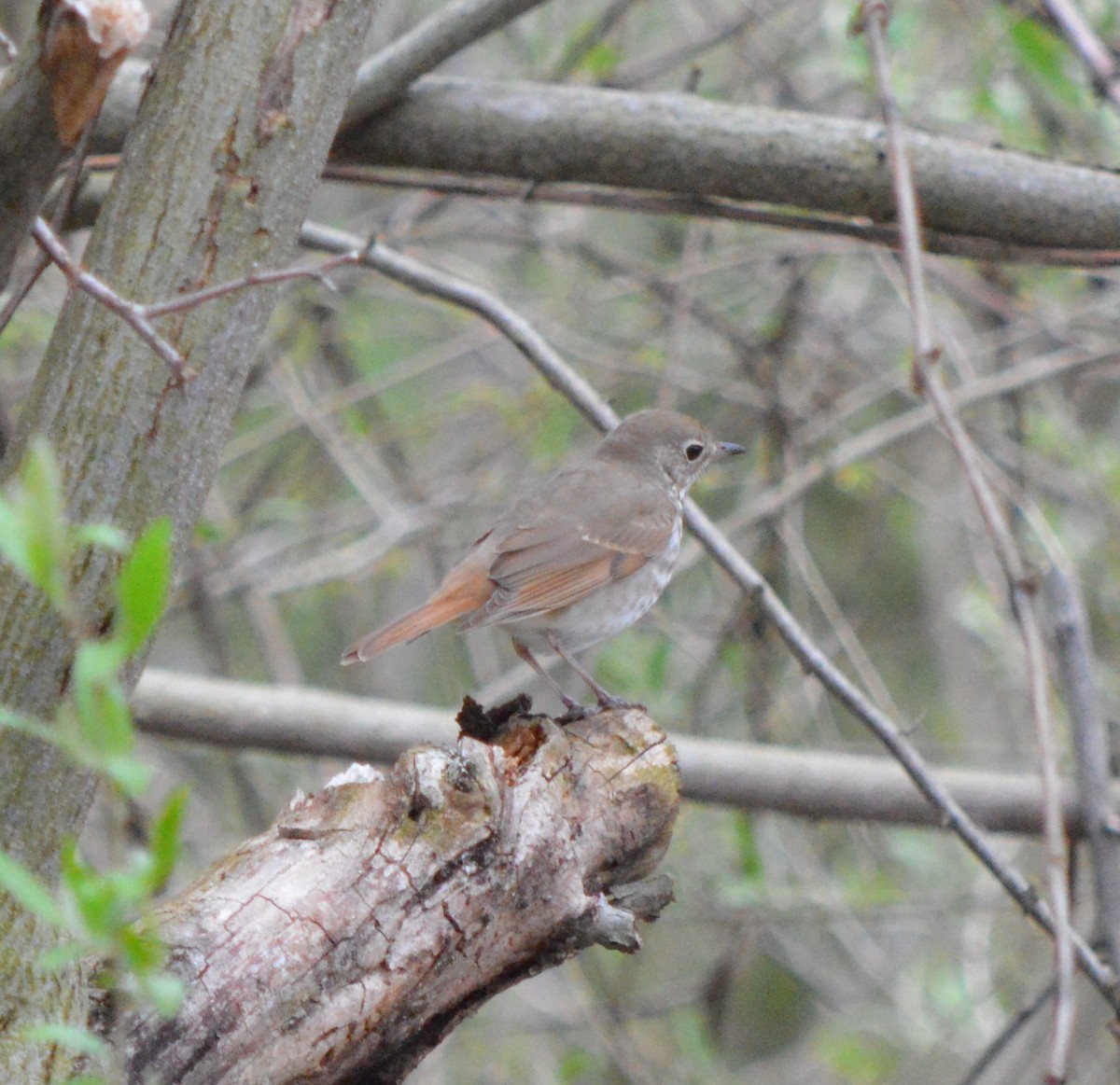 Hermit Thrush - ML228791861