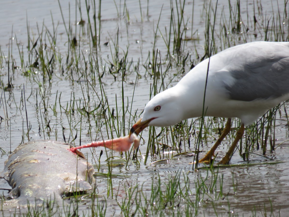 Ring-billed Gull - ML228792881
