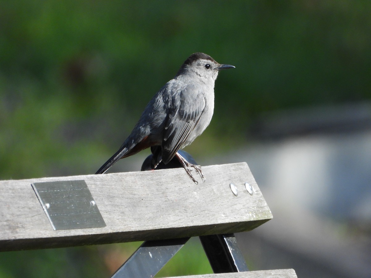 Gray Catbird - ML228793151