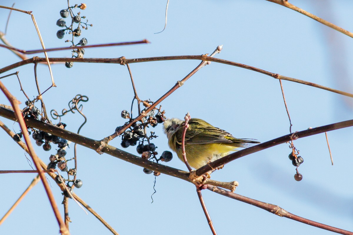 Orange-crowned Warbler - Louis Bevier