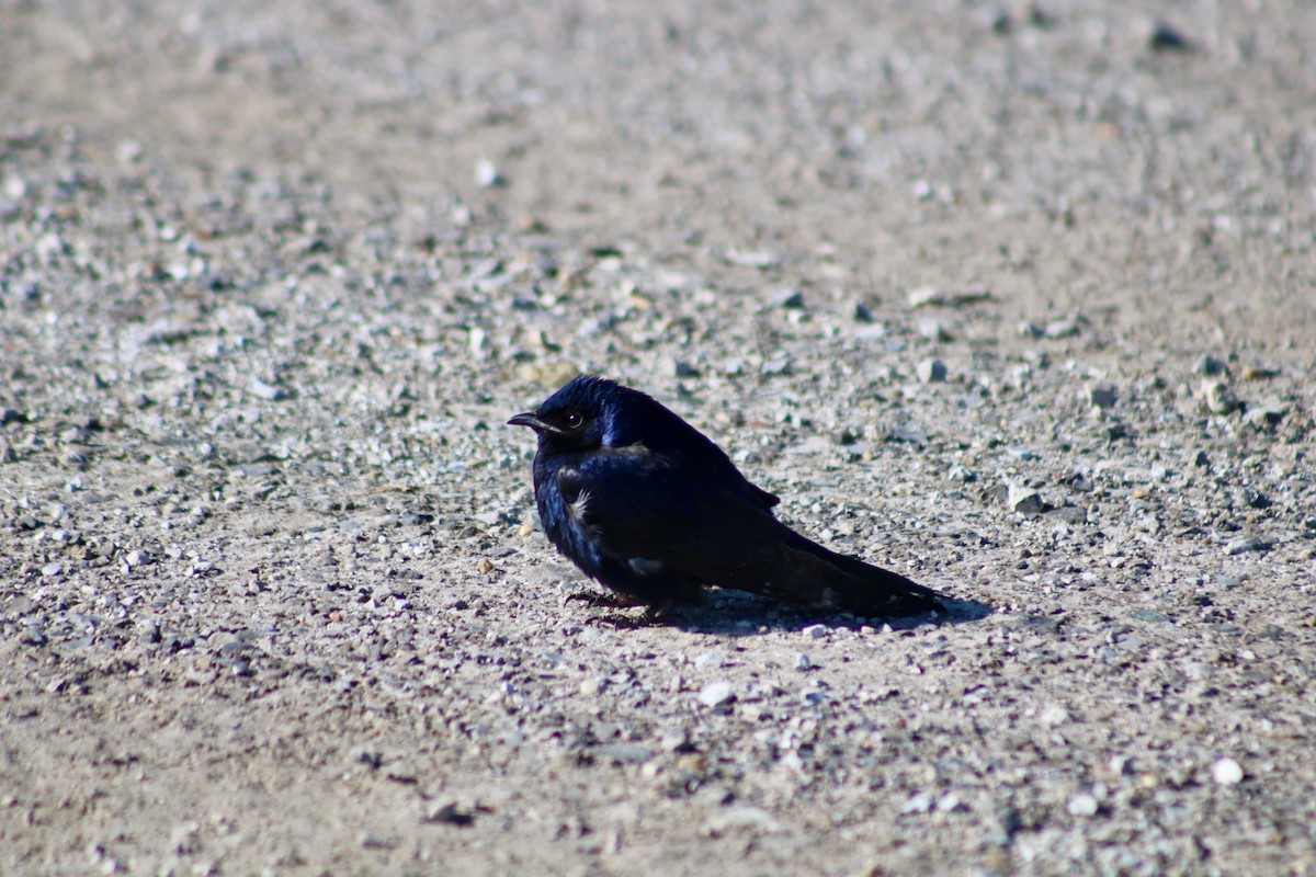 Purple Martin - Jack Kew