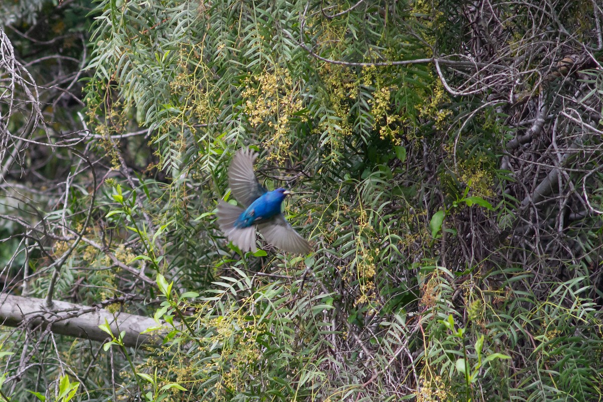 Indigo Bunting - ML228797161