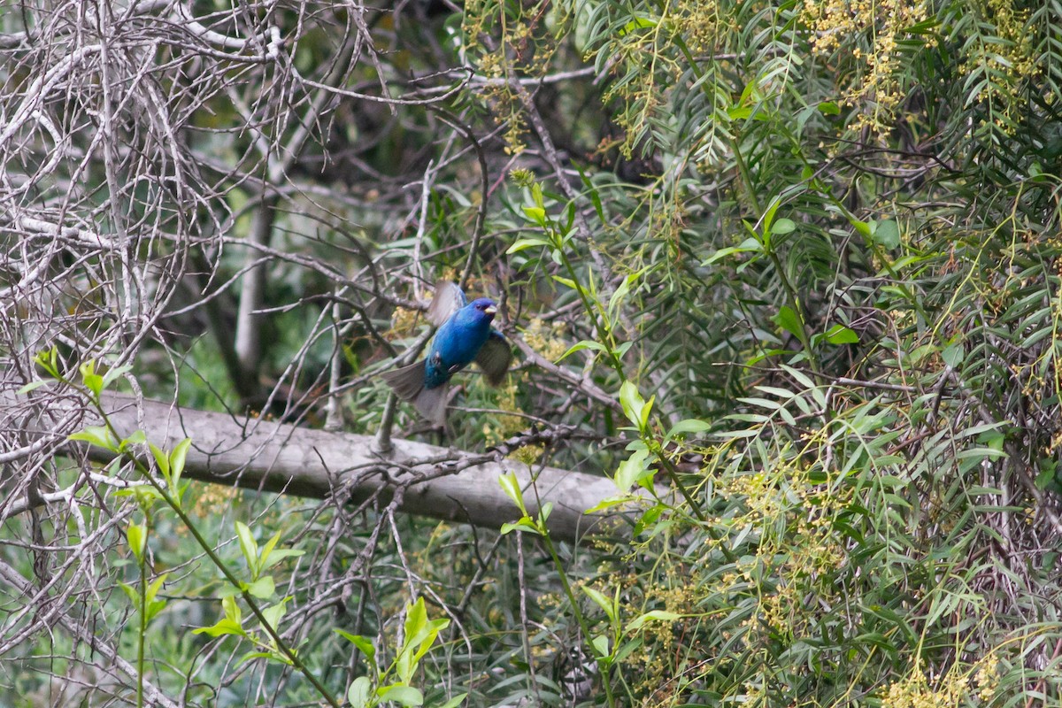 Indigo Bunting - ML228797181