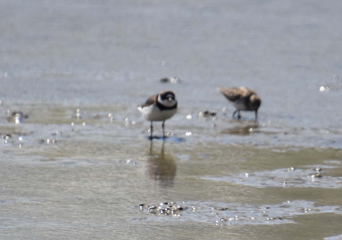 Semipalmated Plover - ML228797291