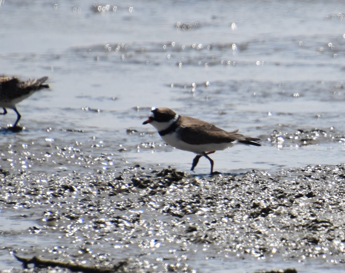 Semipalmated Plover - David Cunningham