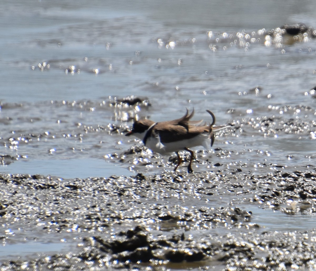 Semipalmated Plover - ML228797311