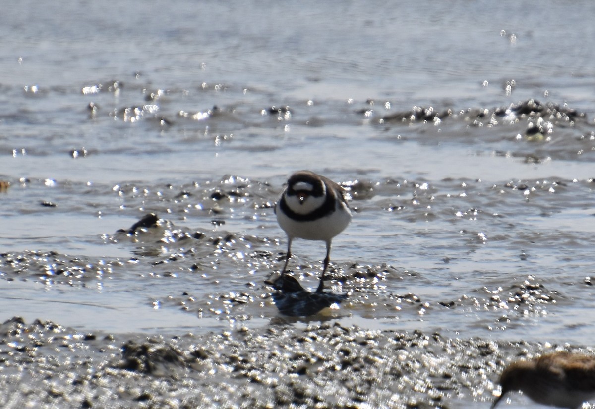 Semipalmated Plover - ML228797321