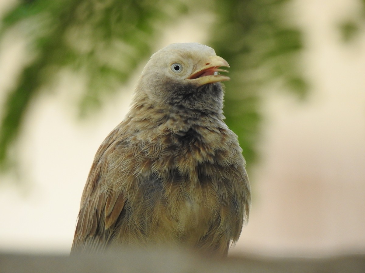 Yellow-billed Babbler - ML228797501