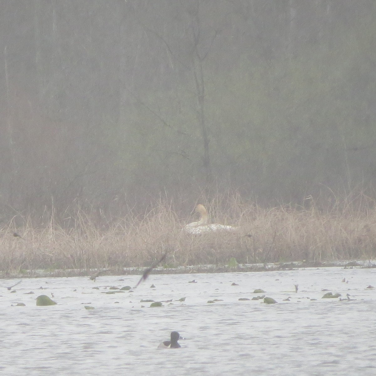 ברבור אמריקני - ML228798191