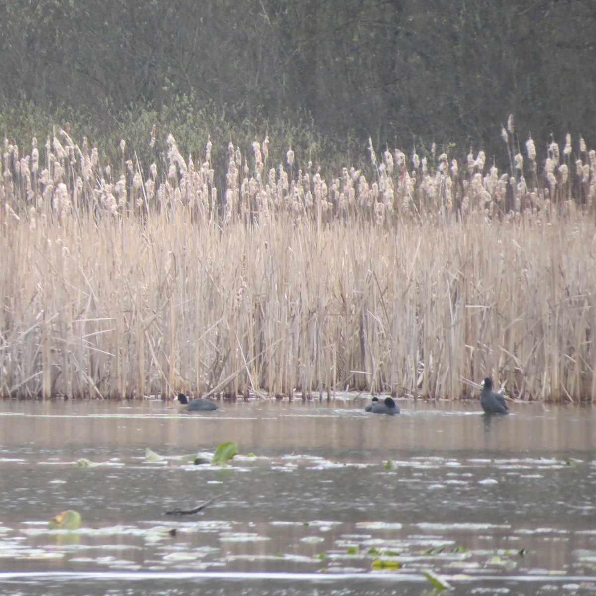 אגמית אמריקנית - ML228798521