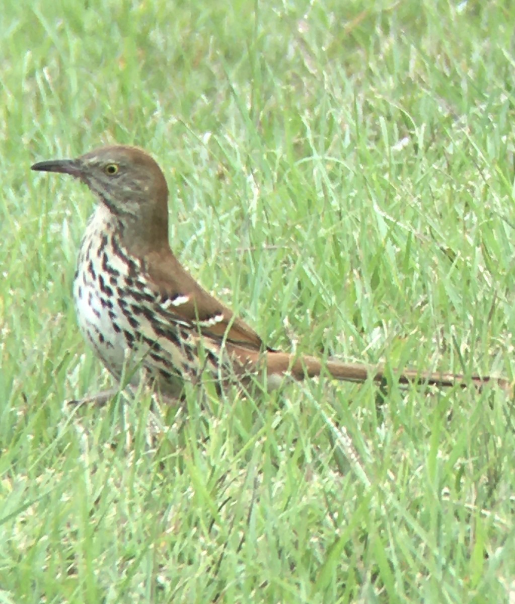 Brown Thrasher - ML228798571