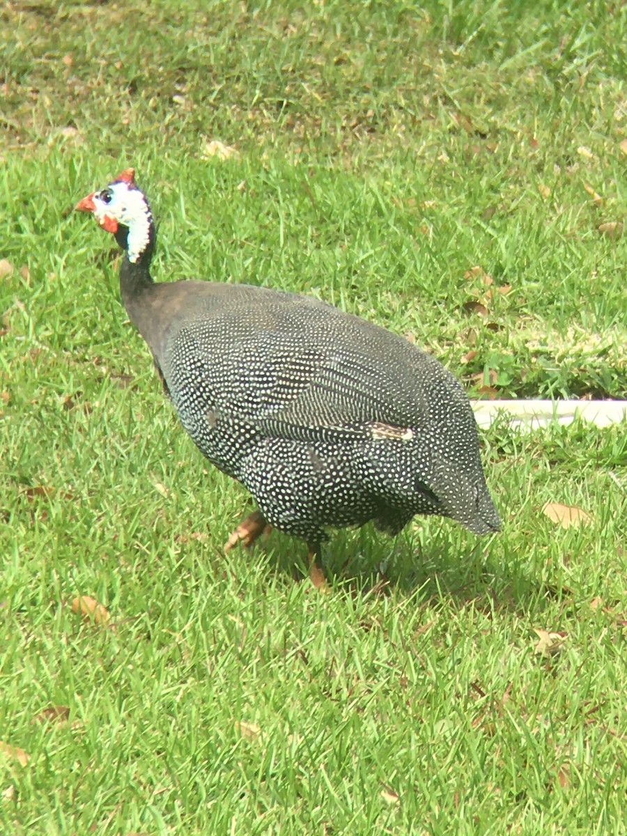 Helmeted Guineafowl (Domestic type) - ML228798761